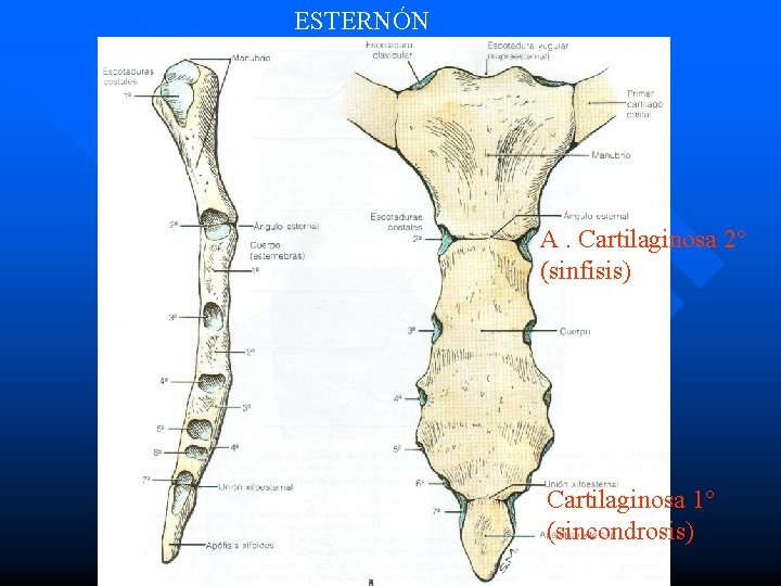 ESTERNÓN A. Cartilaginosa 2° (sinfisis) Cartilaginosa 1° (sincondrosis) 