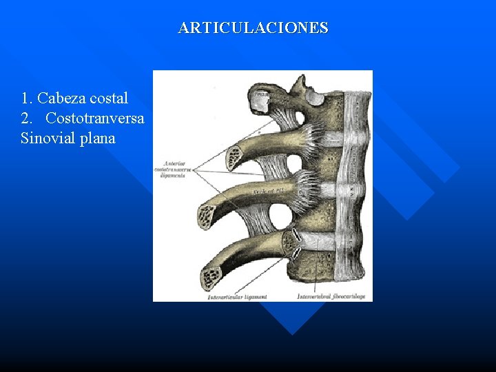 ARTICULACIONES 1. Cabeza costal 2. Costotranversa Sinovial plana 