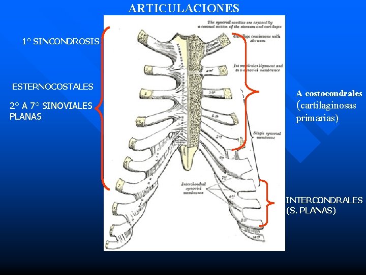 ARTICULACIONES 1° SINCONDROSIS ESTERNOCOSTALES 2° A 7° SINOVIALES PLANAS A costocondrales (cartilaginosas primarias) INTERCONDRALES