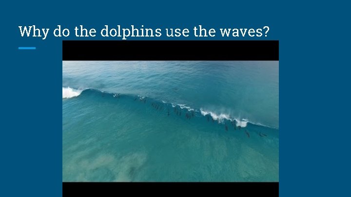 Why do the dolphins use the waves? 