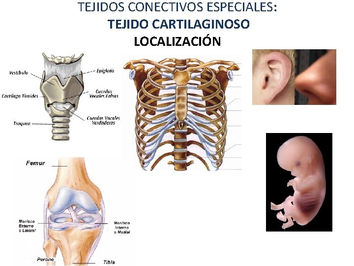 TEJIDOS CONECTIVOS ESPECIALES: TEJIDO CARTILAGINOSO LOCALIZACIÓN 