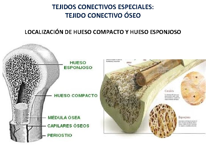TEJIDOS CONECTIVOS ESPECIALES: TEJIDO CONECTIVO ÓSEO LOCALIZACIÓN DE HUESO COMPACTO Y HUESO ESPONJOSO 