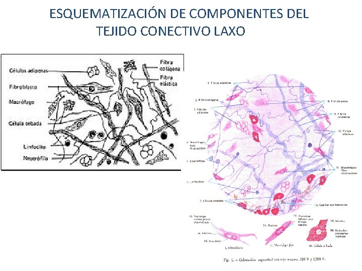 ESQUEMATIZACIÓN DE COMPONENTES DEL TEJIDO CONECTIVO LAXO 