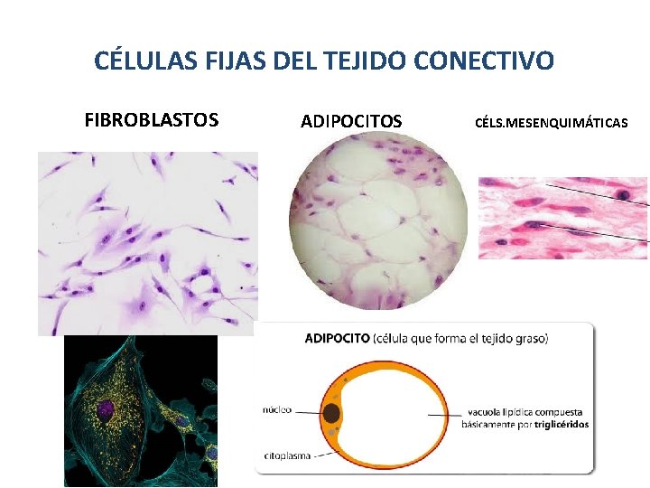 CÉLULAS FIJAS DEL TEJIDO CONECTIVO FIBROBLASTOS ADIPOCITOS CÉLS. MESENQUIMÁTICAS 