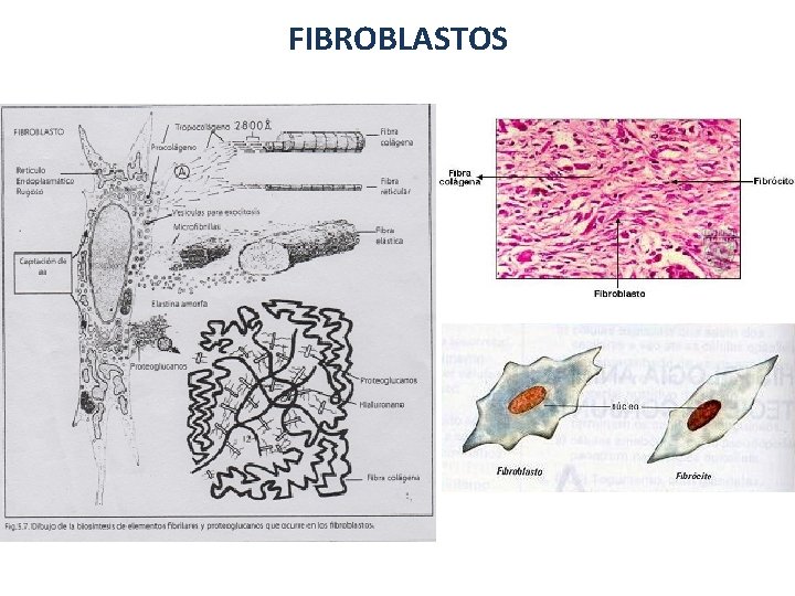 FIBROBLASTOS 