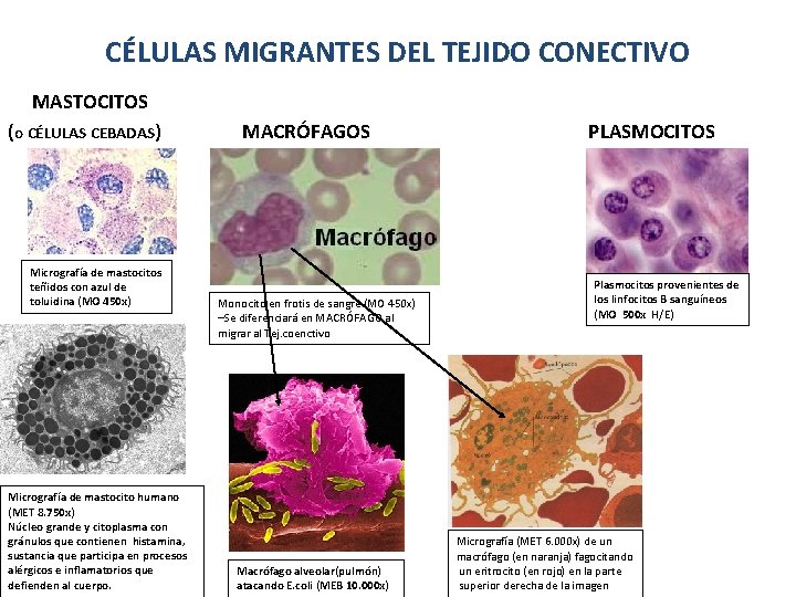 CÉLULAS MIGRANTES DEL TEJIDO CONECTIVO MASTOCITOS (o CÉLULAS CEBADAS) Micrografía de mastocitos teñidos con