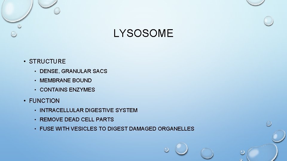 LYSOSOME • STRUCTURE • DENSE, GRANULAR SACS • MEMBRANE BOUND • CONTAINS ENZYMES •