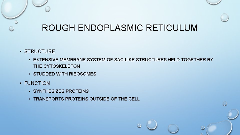 ROUGH ENDOPLASMIC RETICULUM • STRUCTURE • EXTENSIVE MEMBRANE SYSTEM OF SAC-LIKE STRUCTURES HELD TOGETHER