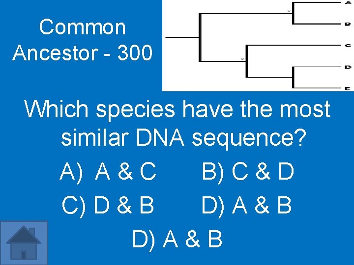 Common Ancestor - 300 Which species have the most similar DNA sequence? A) A