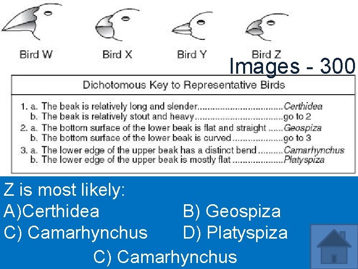 Images - 300 Z is most likely: A)Certhidea B) Geospiza C) Camarhynchus D) Platyspiza