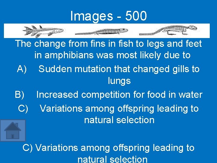 Images - 500 The change from fins in fish to legs and feet in