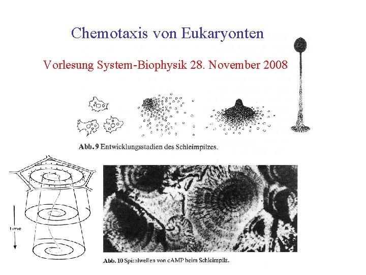 Chemotaxis von Eukaryonten Vorlesung System Biophysik 28. November 2008 