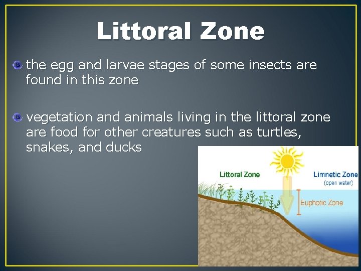 Littoral Zone the egg and larvae stages of some insects are found in this