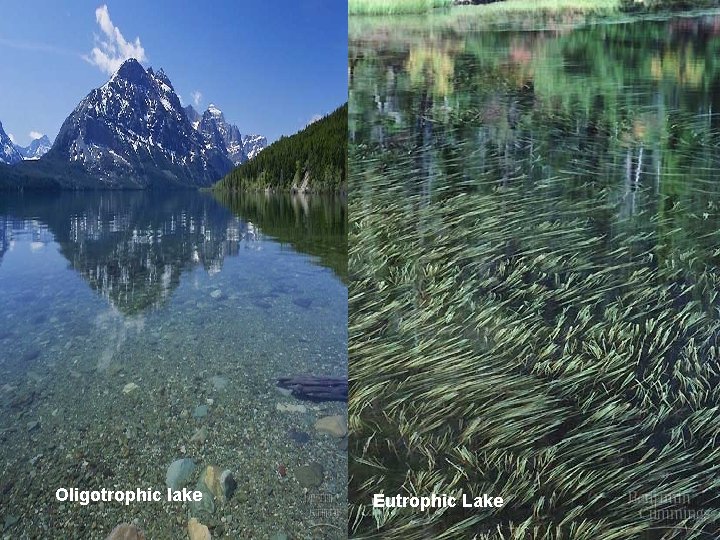 Oligotrophic lake Eutrophic Lake 