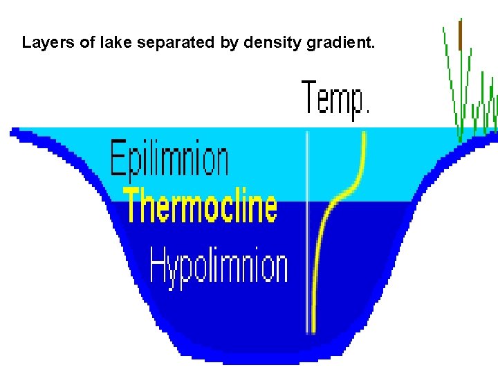 Layers of lake separated by density gradient. 