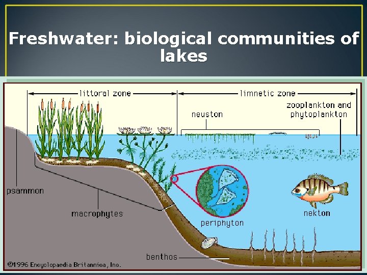 Freshwater: biological communities of lakes 