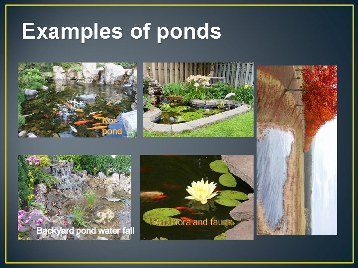 Examples of ponds 