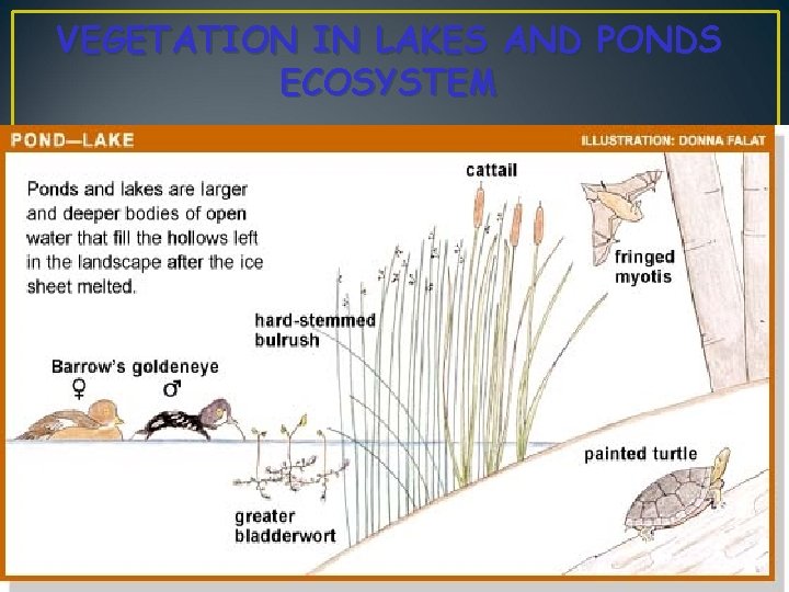 VEGETATION IN LAKES AND PONDS ECOSYSTEM 