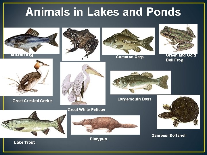 Animal live in lake