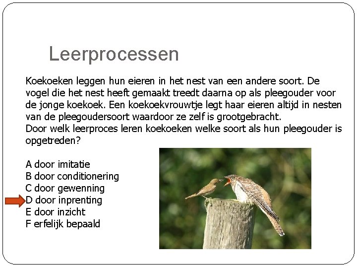 Leerprocessen Koekoeken leggen hun eieren in het nest van een andere soort. De vogel