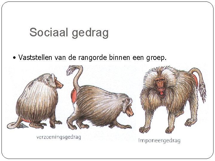 Sociaal gedrag • Vaststellen van de rangorde binnen een groep. 