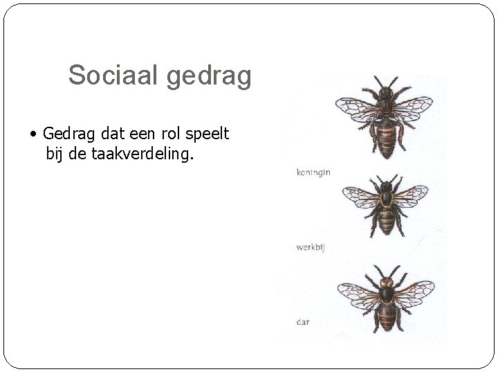 Sociaal gedrag • Gedrag dat een rol speelt bij de taakverdeling. 