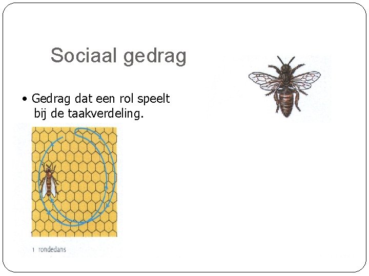 Sociaal gedrag • Gedrag dat een rol speelt bij de taakverdeling. 