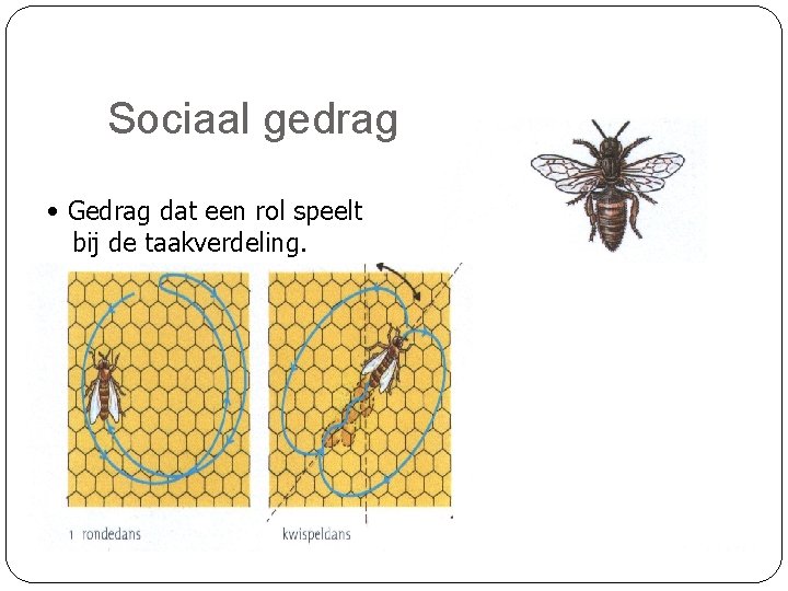 Sociaal gedrag • Gedrag dat een rol speelt bij de taakverdeling. 