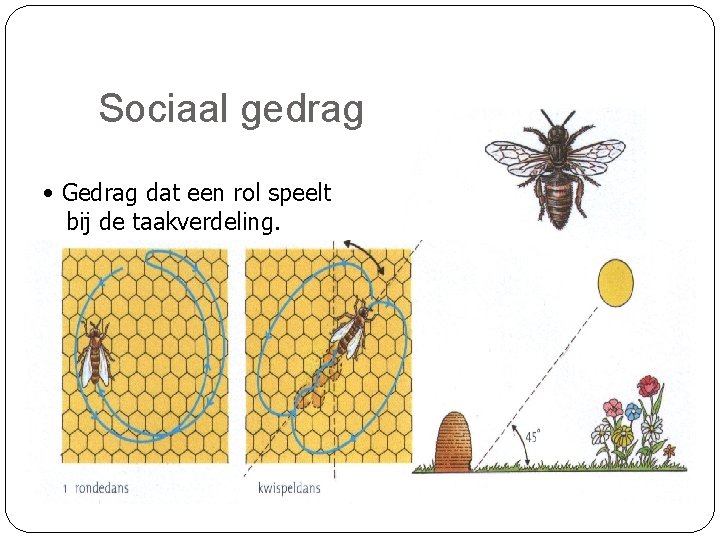 Sociaal gedrag • Gedrag dat een rol speelt bij de taakverdeling. 