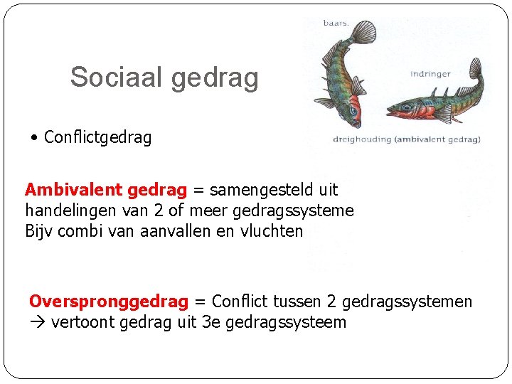 Sociaal gedrag • Conflictgedrag Ambivalent gedrag = samengesteld uit handelingen van 2 of meer