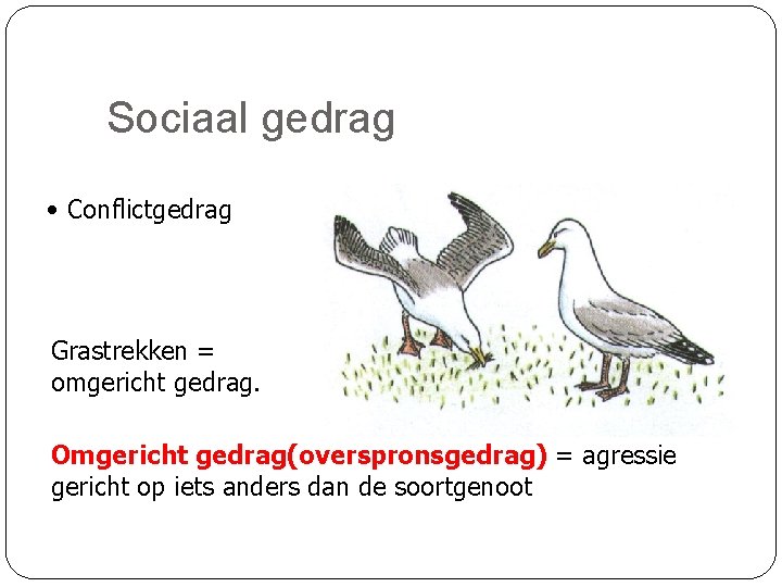 Sociaal gedrag • Conflictgedrag Grastrekken = omgericht gedrag. Omgericht gedrag(overspronsgedrag) = agressie gericht op