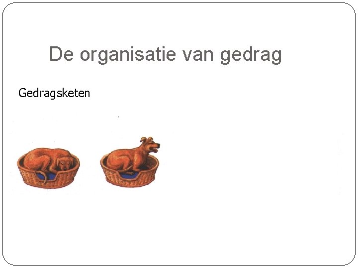 De organisatie van gedrag Gedragsketen 