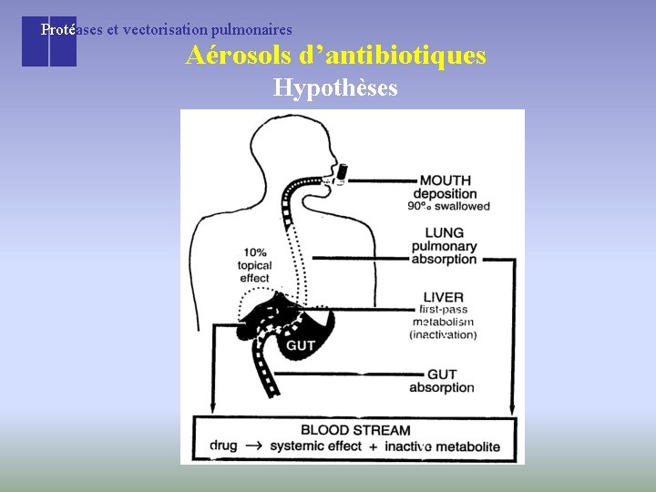 Protéases et vectorisation pulmonaires Aérosols d’antibiotiques Hypothèses 