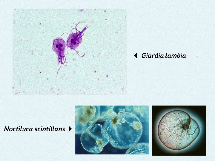  Giardia lambia Noctiluca scintillans 