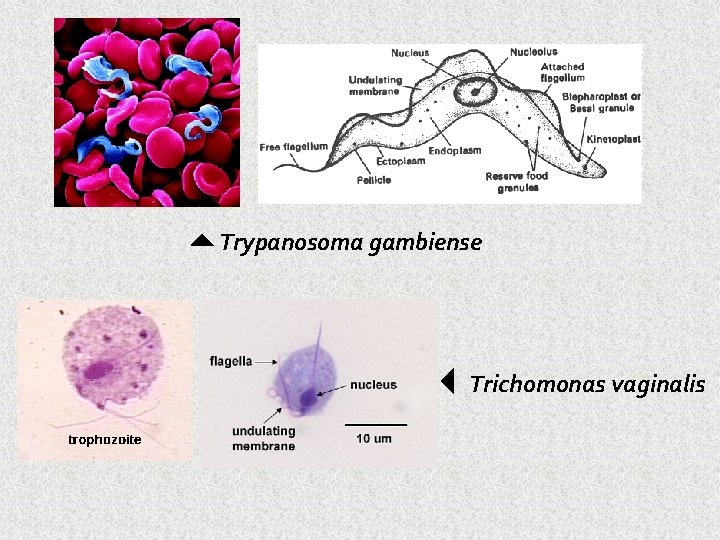  Trypanosoma gambiense Trichomonas vaginalis 