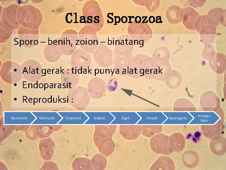 Class Sporozoa Sporo – benih, zoion – binatang • Alat gerak : tidak punya