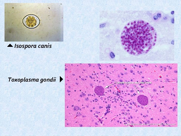  Isospora canis Toxoplasma gondii 