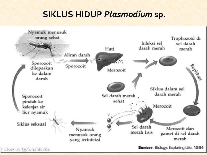 SIKLUS HIDUP Plasmodium sp. 