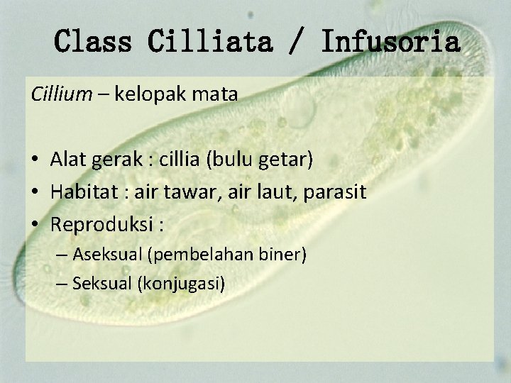 Class Cilliata / Infusoria Cillium – kelopak mata • Alat gerak : cillia (bulu