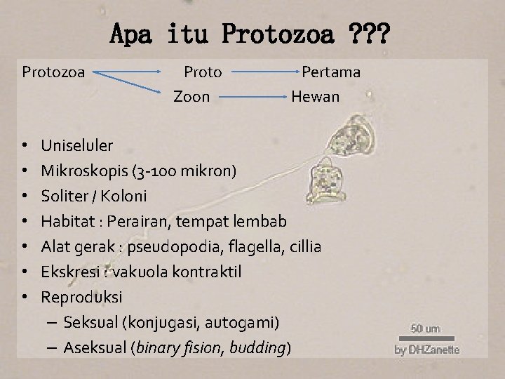 Apa itu Protozoa ? ? ? Protozoa • • Proto Zoon Pertama Hewan Uniseluler