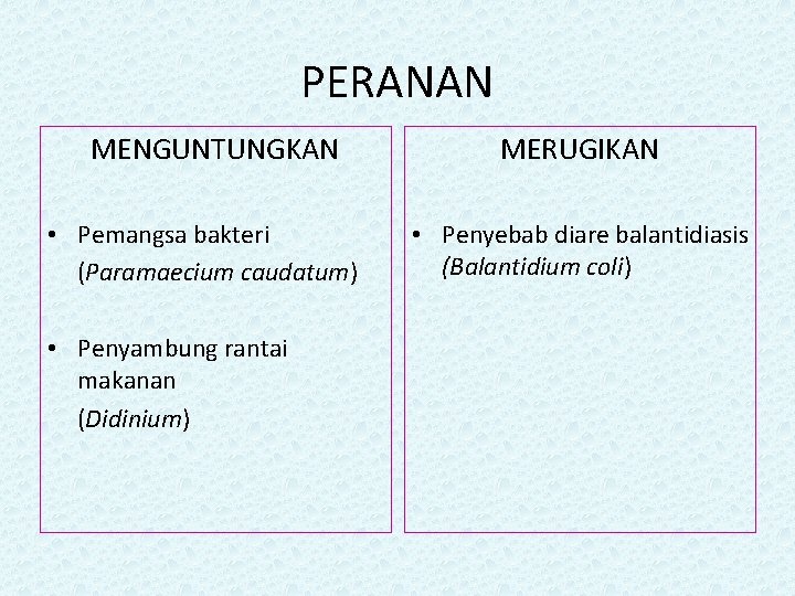 PERANAN MENGUNTUNGKAN • Pemangsa bakteri (Paramaecium caudatum) • Penyambung rantai makanan (Didinium) MERUGIKAN •