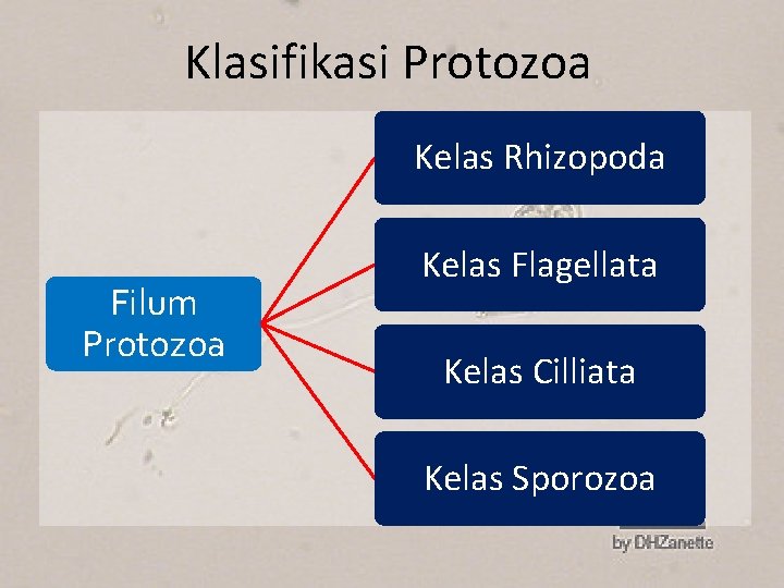 Klasifikasi Protozoa Kelas Rhizopoda Filum Protozoa Kelas Flagellata Kelas Cilliata Kelas Sporozoa 