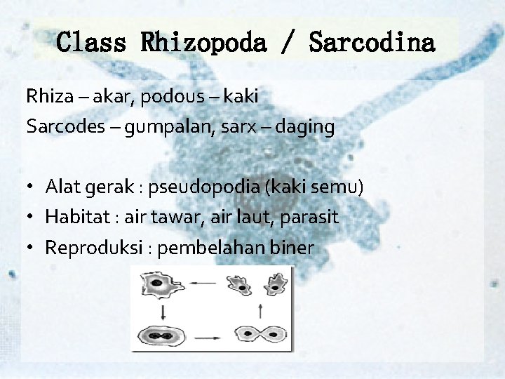 Class Rhizopoda / Sarcodina Rhiza – akar, podous – kaki Sarcodes – gumpalan, sarx