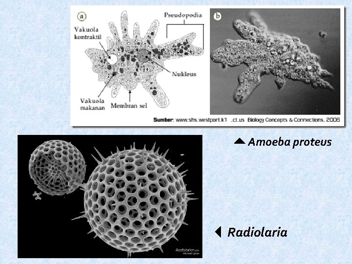  Amoeba proteus Radiolaria 