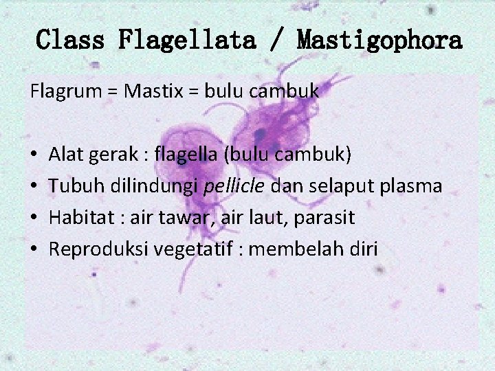 Class Flagellata / Mastigophora Flagrum = Mastix = bulu cambuk • • Alat gerak