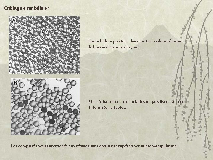 Criblage « sur bille » : Une « bille » positive dans un test