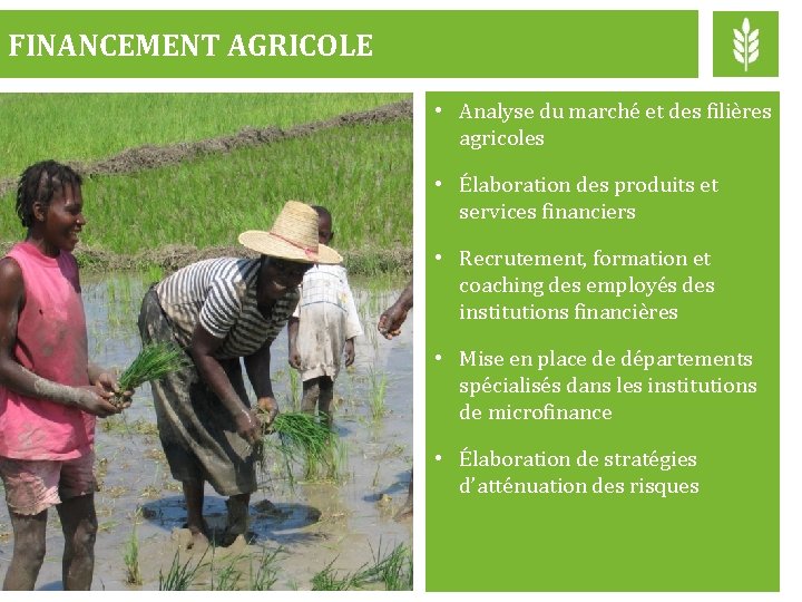 FINANCEMENT AGRICOLE • Analyse du marché et des filières agricoles • Élaboration des produits