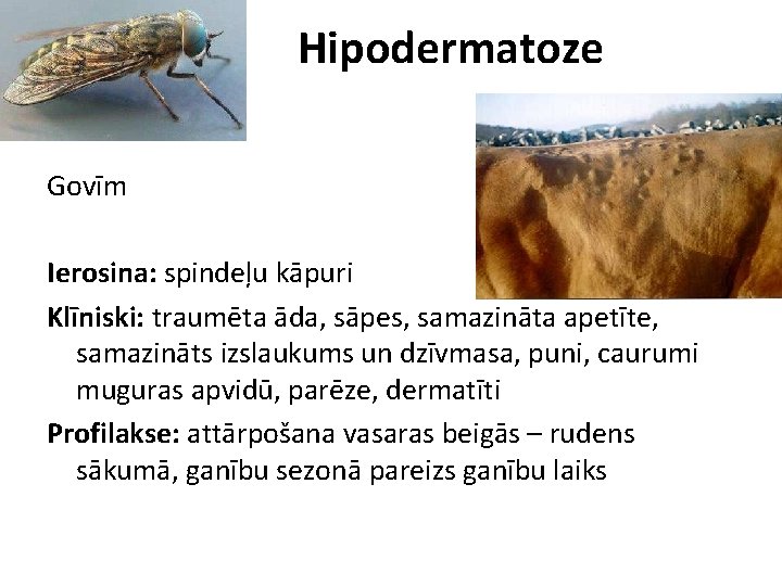 Hipodermatoze Govīm Ierosina: spindeļu kāpuri Klīniski: traumēta āda, sāpes, samazināta apetīte, samazināts izslaukums un Hipodermatoze Govīm Ierosina: spindeļu kāpuri Klīniski: traumēta āda, sāpes, samazināta apetīte, samazināts izslaukums un