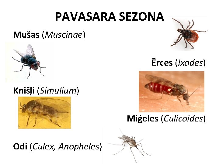 PAVASARA SEZONA Mušas (Muscinae) Ērces (Ixodes) Knišļi (Simulium) Miģeles (Culicoides) Odi (Culex, Anopheles) 