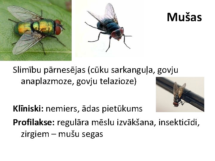 Mušas Slimību pārnesējas (cūku sarkanguļa, govju anaplazmoze, govju telazioze) Klīniski: nemiers, ādas pietūkums Profilakse: Mušas Slimību pārnesējas (cūku sarkanguļa, govju anaplazmoze, govju telazioze) Klīniski: nemiers, ādas pietūkums Profilakse: